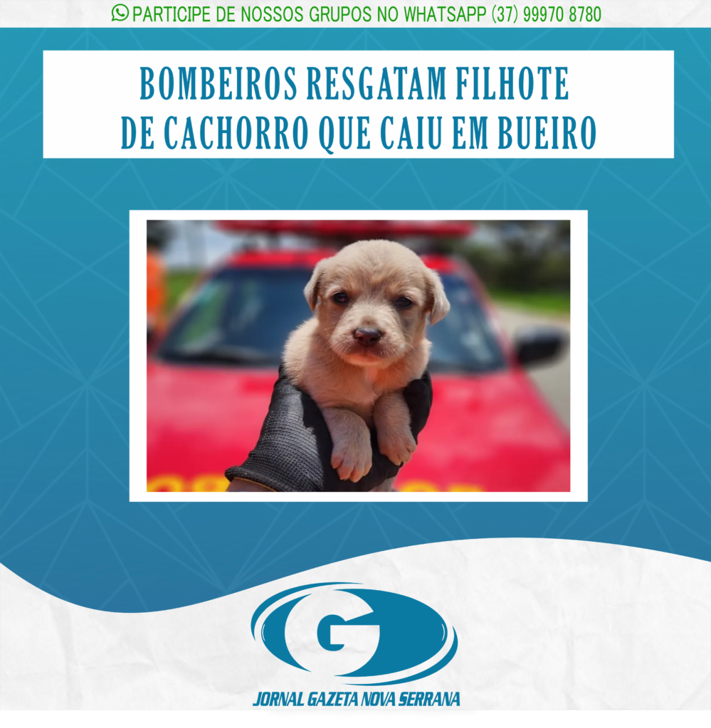 BOMBEIROS RESGATAM FILHOTE DE CACHORRO QUE CAIU EM BUEIRO